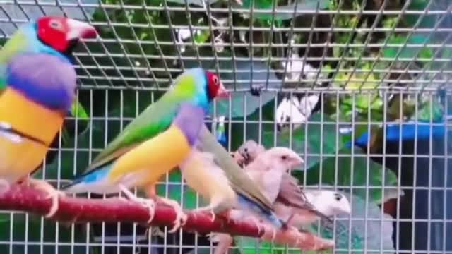 COLORFUL BIRDS