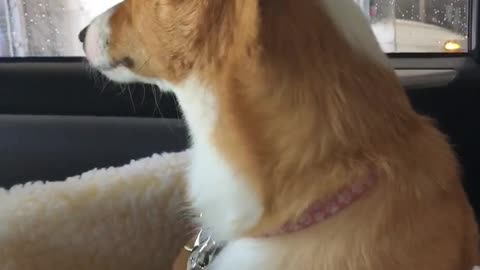 Corgi Afraid Of Car Wash