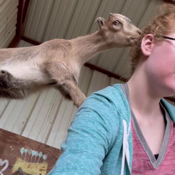 Girl attacked by baby goats
