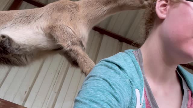 Girl attacked by baby goats