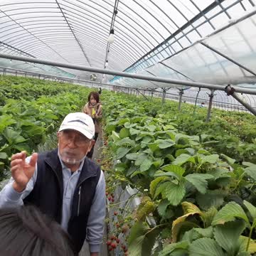 20210314 dâu tây trong nhà kính (hướng dẫn)