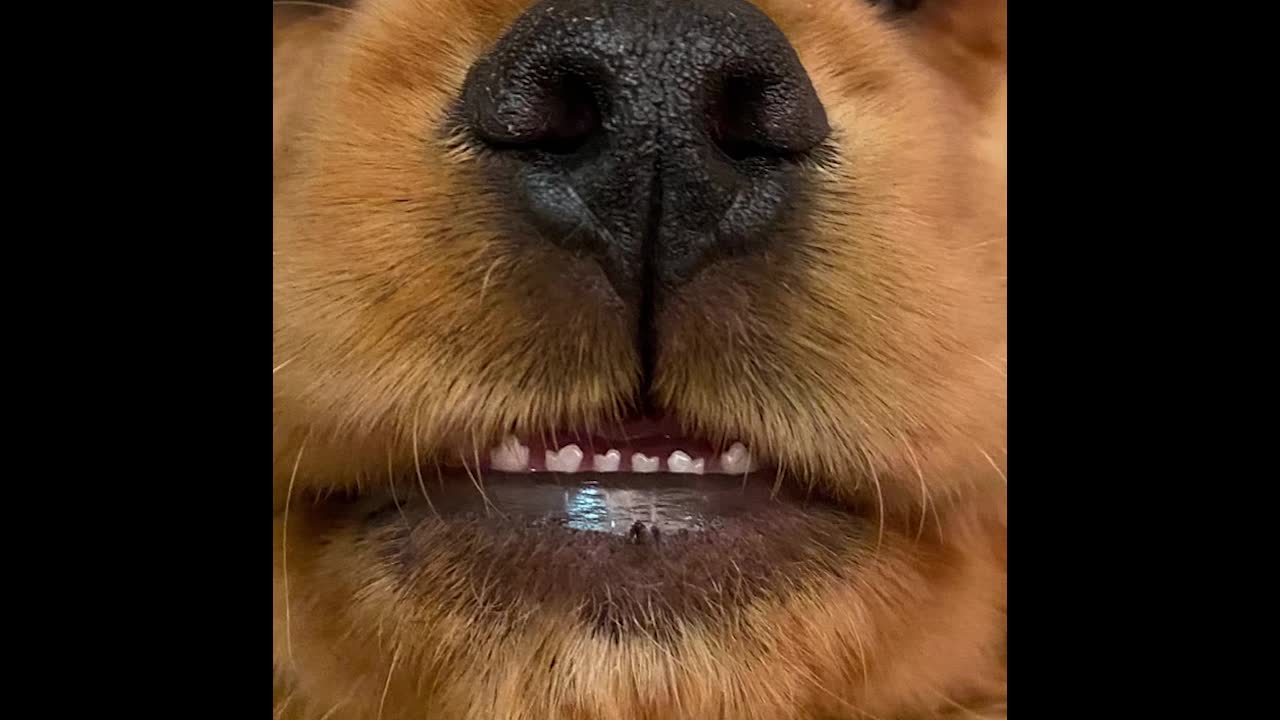 What's in the dog's teeth