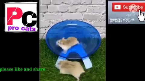 Funny and cute animals (10)