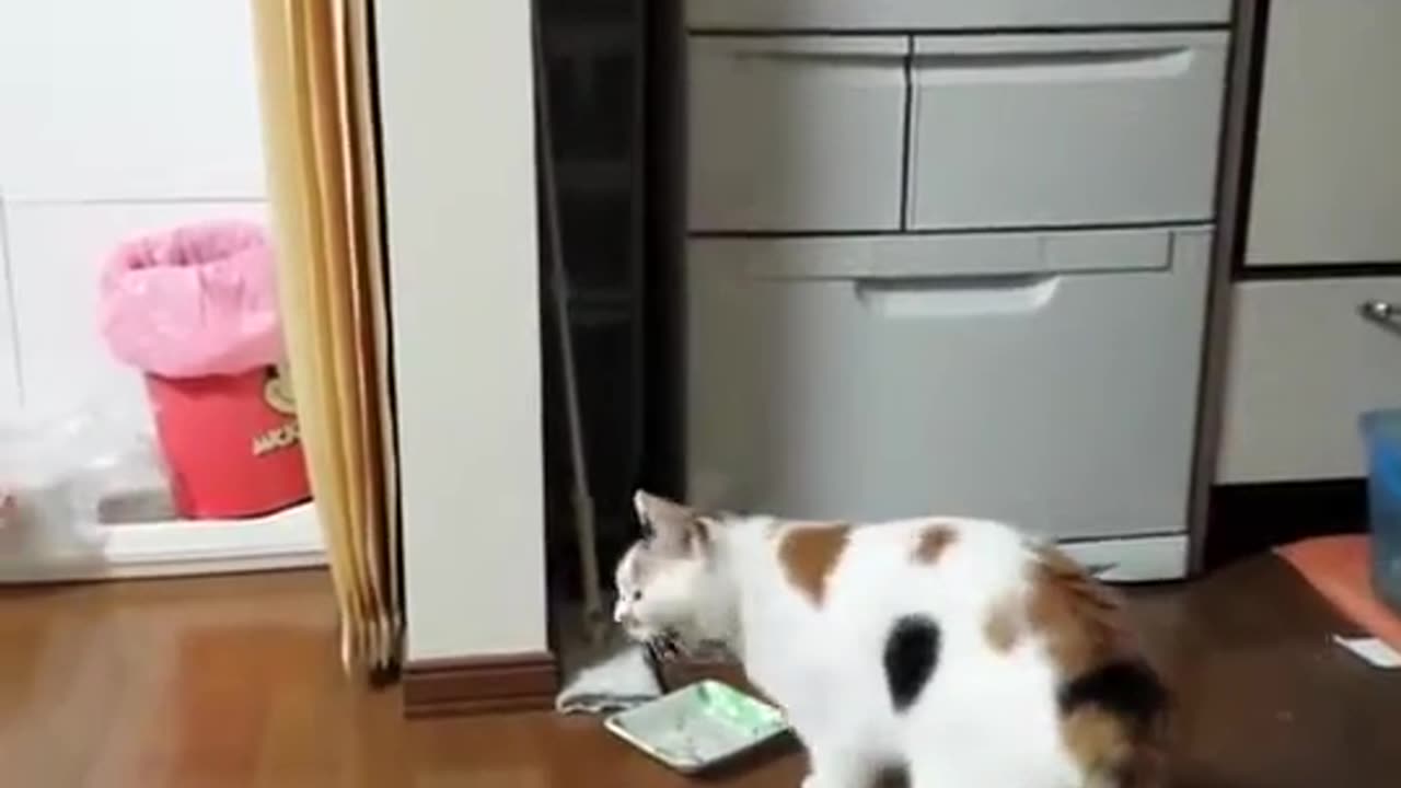 Cat Surprised by cucumber