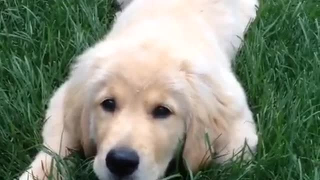 White labrador puppy jumps at camera on grass