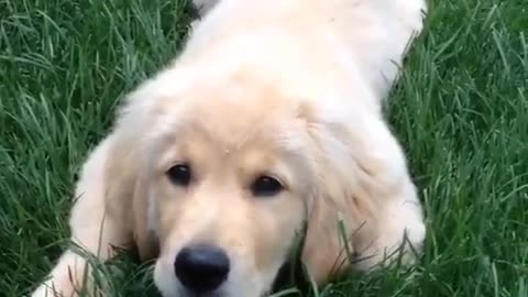 White labrador puppy jumps at camera on grass