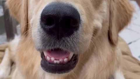 _Dogs can't smile!_ 👀 #dog #goldenretriever