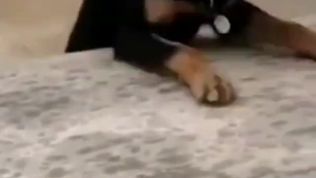 Funny animal