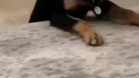 Funny animal
