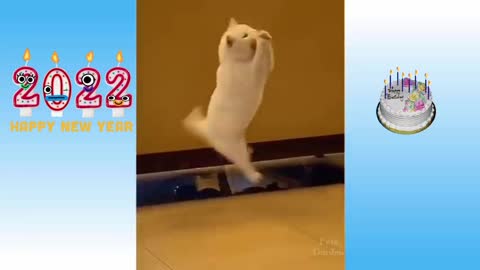 The cat 🐈 😻 is playing and catching the ball