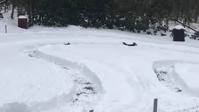 Winter Race Track Carved Into Snow for Doggies