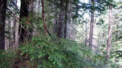 Wildcat Mt Trailhead to the crash site of flight 956