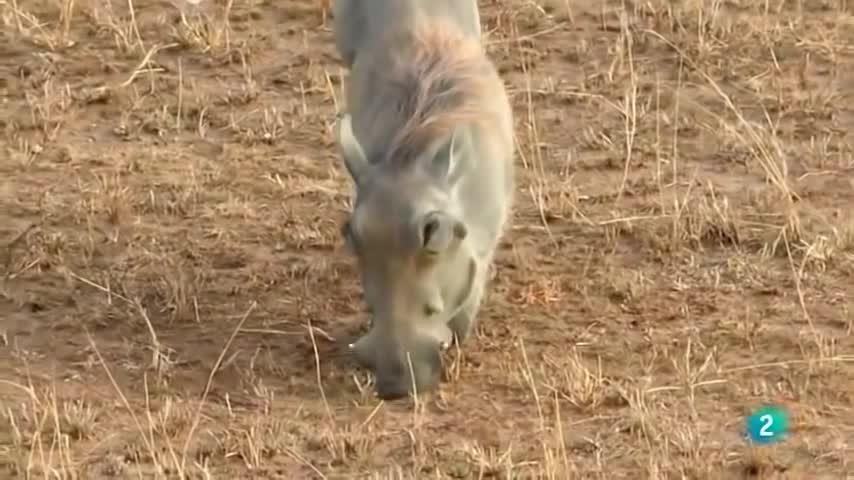 DOCUMENTAL ANIMALES VIDA SALVAJE, LA GRAN AVENTURA AFRICANA😀