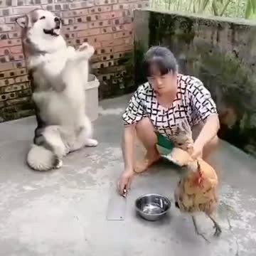 Dog Stops the Owner from killing the Chicken!