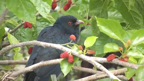 Eastern koel begins to call