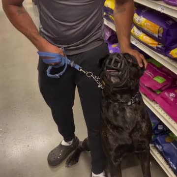 Why is This Bull Dog mad at the Owner in Grocery Store