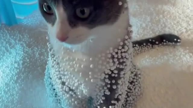 Kitten playing in ball pool