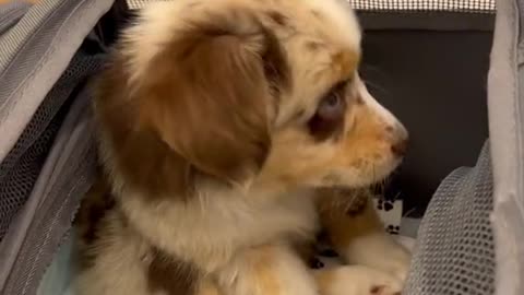 Seriously ! This is so cute !!
