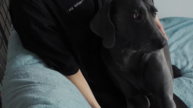 Cute dog receiving affection from his human