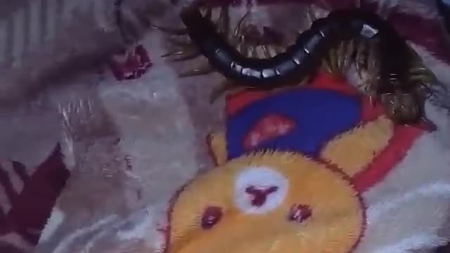 Large Centipede Found in Blanket