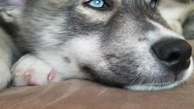 Husky dog with blue eyes enjoy being pet by owner