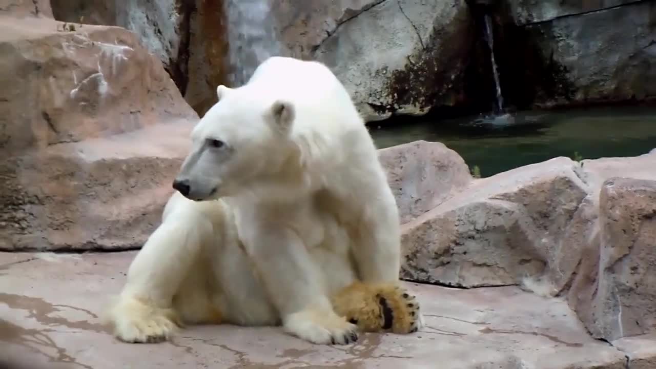 scratching polar bear