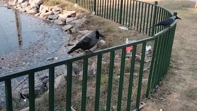 Beautiful Crow Video By Kingdom of Awais