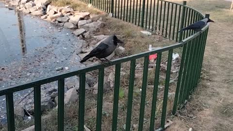 Beautiful Crow Video By Kingdom of Awais