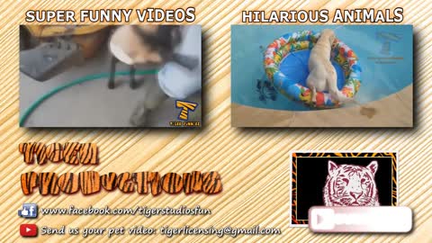 #pet #animal #kid FORGET CATS! Funny KIDS vs ZOO ANIMALS are WAY FUNNIER! - TRY NOT TO LAUGH