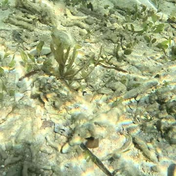 Sea Urchins, Starfish, and lots of playful fish in the underwater world