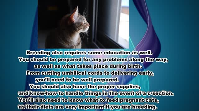 Things To Know Before Breeding Your Cat