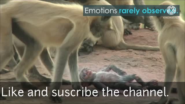 Monkeys Videos they all are sad.