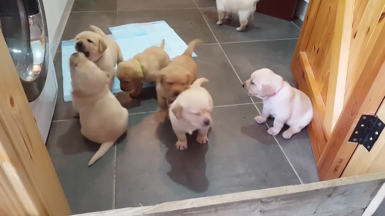 Cachorros de Golden Labrador nos llenan de ternura