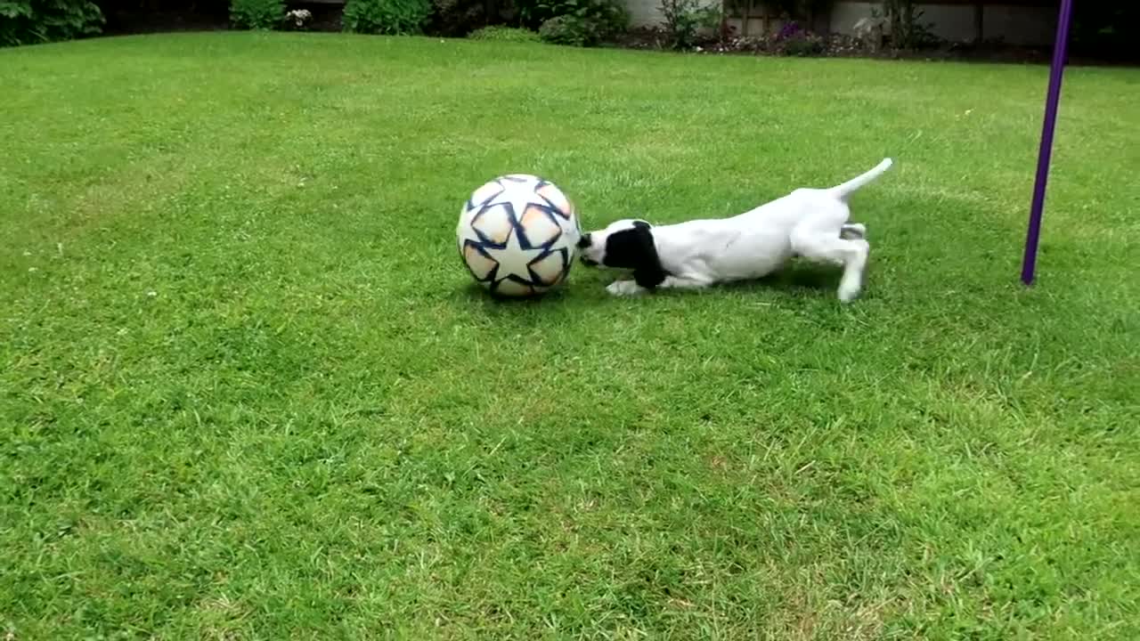 English Pointer puppy 8 weeks old