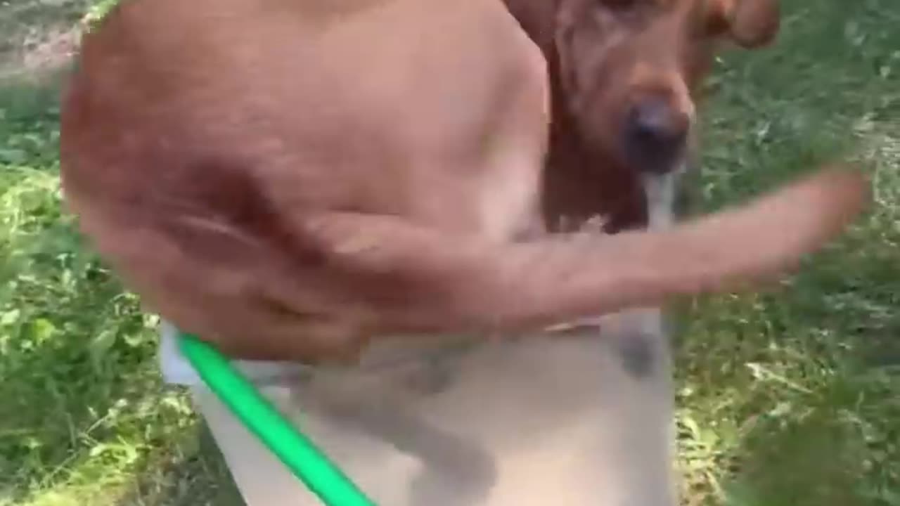 "Funny Dog Fails: When Paws and Claws Go Wrong"