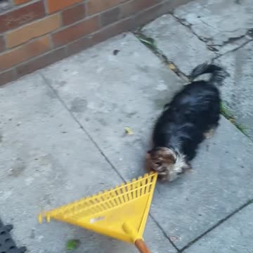 Yorkie Puppy Adorable Attacks a Rake