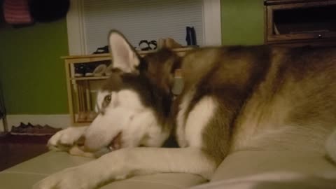 Female Husky Plays With Bone