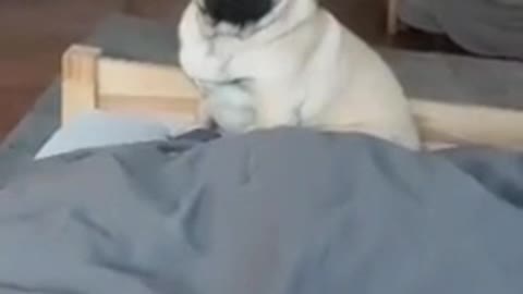 Pug amazement