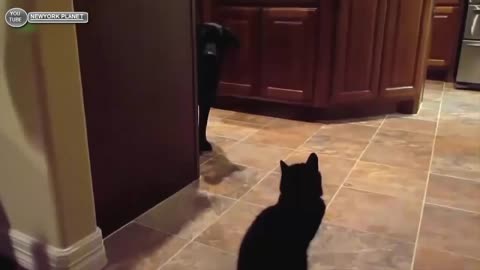 raging cats take on dogs