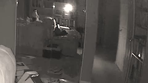 Real Ghost Disturbing Cats