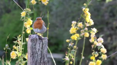 "Wings of Tranquility: Relaxing Bird Encounters"