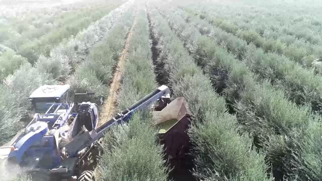 Olive Harvest 2020