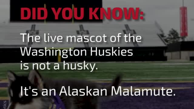 DYK: The Live Mascot of the Washington Huskies Is...