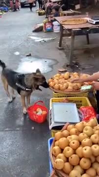 Dog went to buy fruits in the market