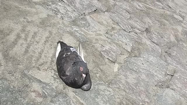 Pombo tomando banho de sol.