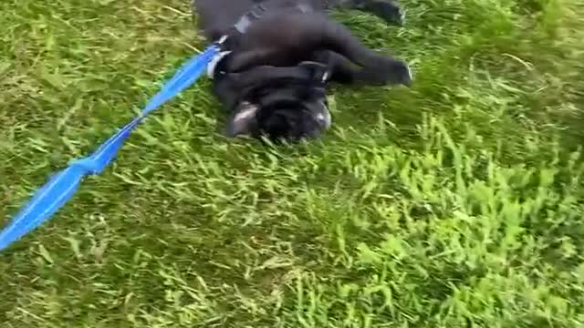 Pug Decides to End Walk