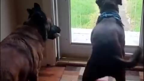 TIK TOKS THAT MAKE YOU GO AAWWW ~ Funny Dogs of TikTok Compilation ~ Cutest Puppies