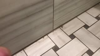 Permacolor Grout Issue