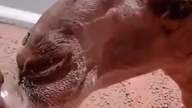 Camel is thirsty