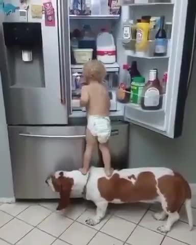 Impressionante Cachorro ajudando o Bebe abrir a Geladeira